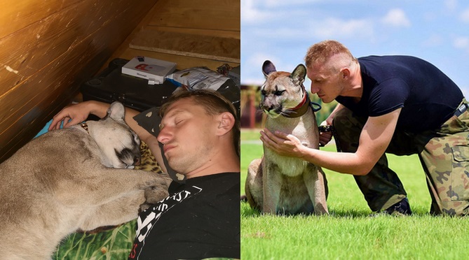 Weteran z Afganistanu, który uciekł z pumą do lasu, opublikował wideo: bezpieczni