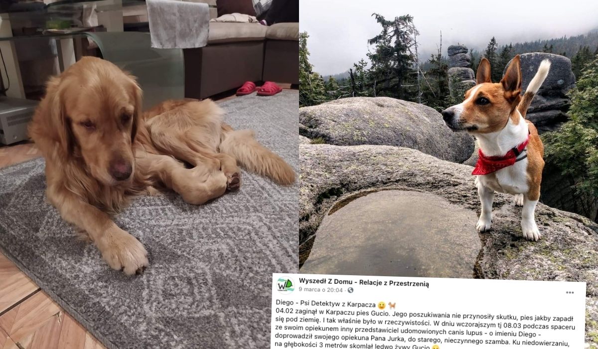 Wzruś dnia: pies znalazł i uratował innego psa, uwzięzionego w starym szambie