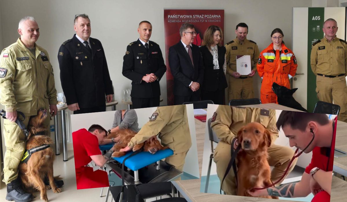 Psy pracujące jako ratownicy w Małopolsce dostaną specjalistyczną opiekę weterynaryjną