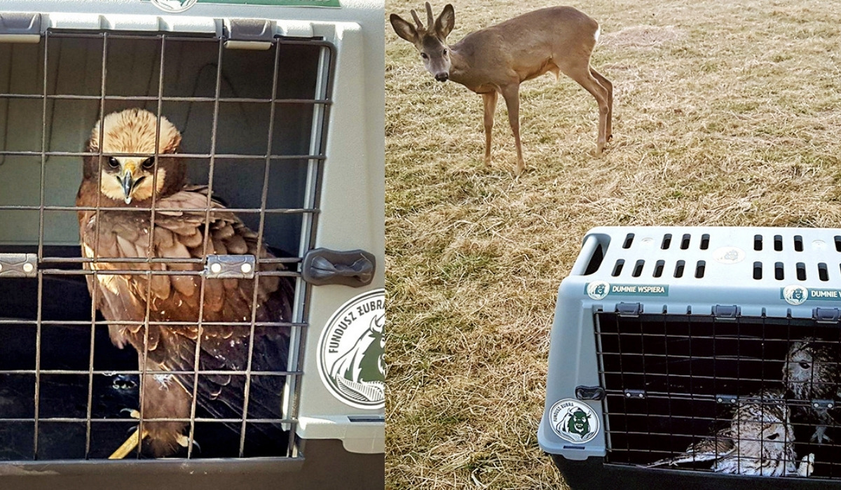 Fundusz Żubra znowu się spiął i znalazł 100 000 zł na Leśne Przytulisko dla dzikich zwierząt, którym coś się przytrafiło