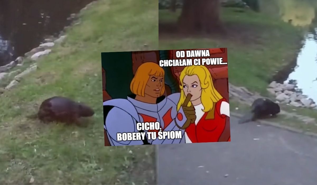 Poznań: do parku miejskiego wprowadziły się wielkie wiewiórki wodne, czyli bobry