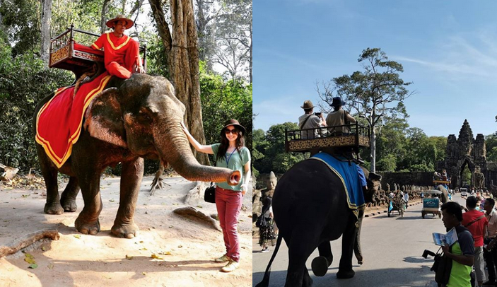 Kambodża zakaże jazdy na słoniach do świątyni Angkor Wat