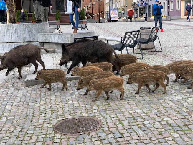 Rodzinna wizyta dzików na Starym Mieście w Olsztynie