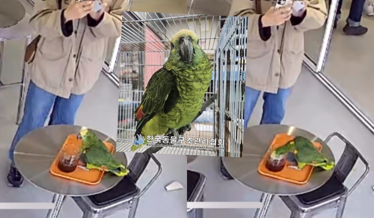 Korea Południowa: policja interweniowała w sprawie papugi podpijającej kawę gościom kawiarni