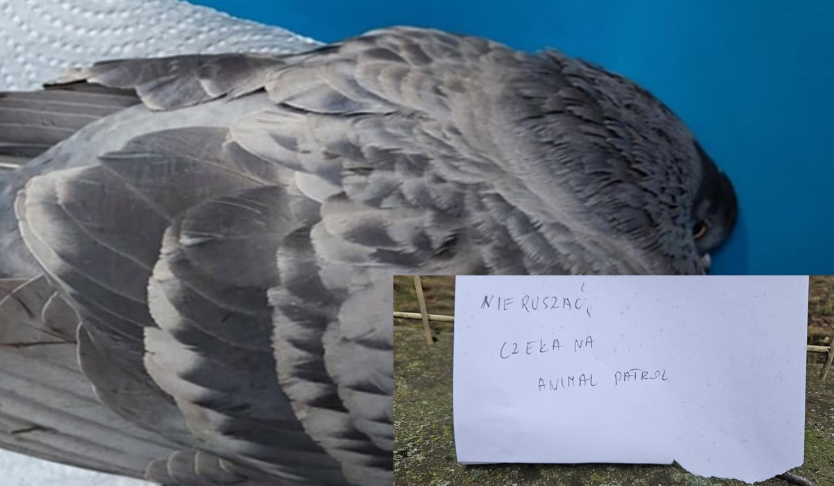 Łódź: wrażliwa pani przylepiła do gołębia karteczkę, żeby nikt go nie ruszał, bo czeka na pomoc