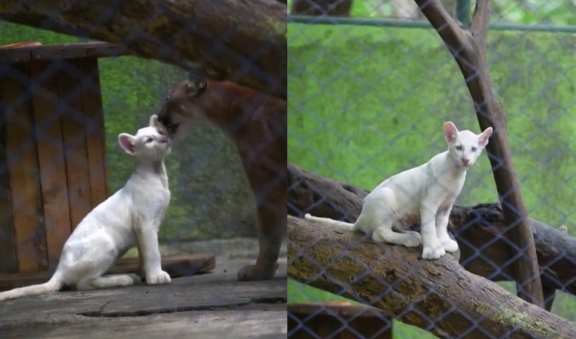Nikaragua: w zoo urodziła się puma albinos