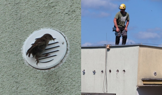 Gdańsk: alpiniści uratowali pisklęta zamknięte przez kratki wentylacyjne