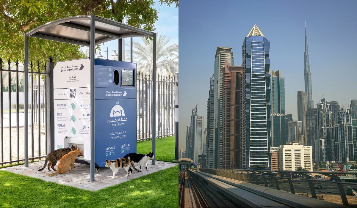 Dubaj: uciekający influencerzy i bogaci turyści zostawili tysiące zwierząt