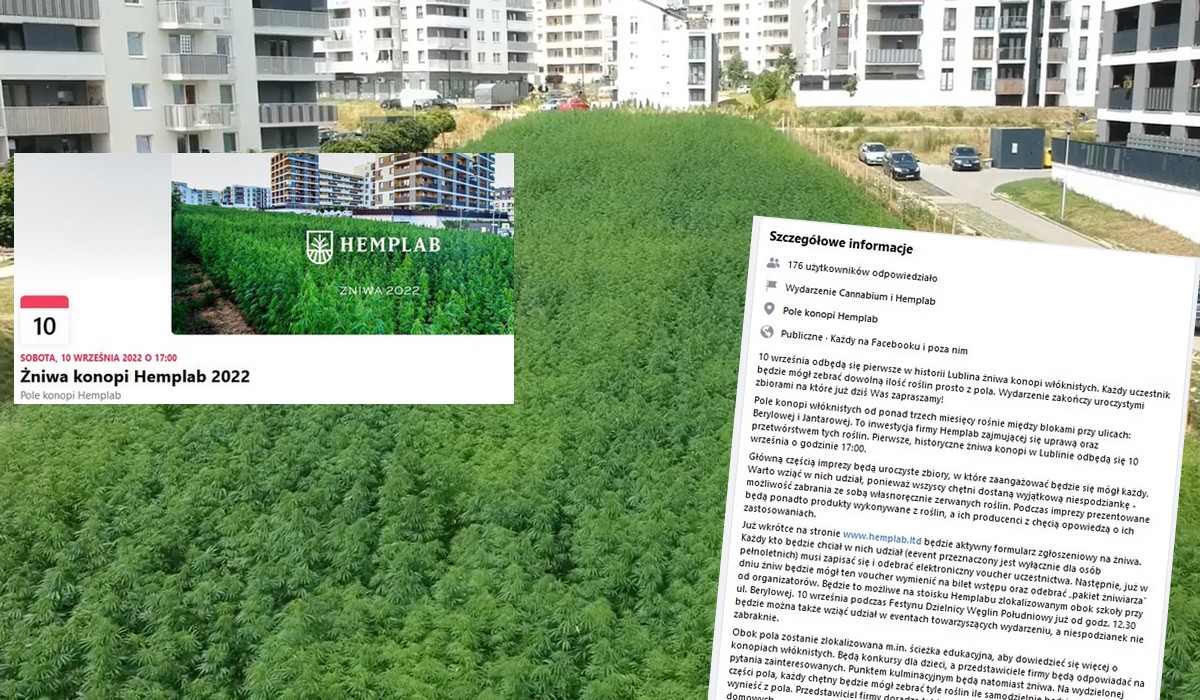 Właściciele najsłynniejszej plantacji konopi w Lublinie zapraszają mieszkańców na zbiory i obiecują gratisy