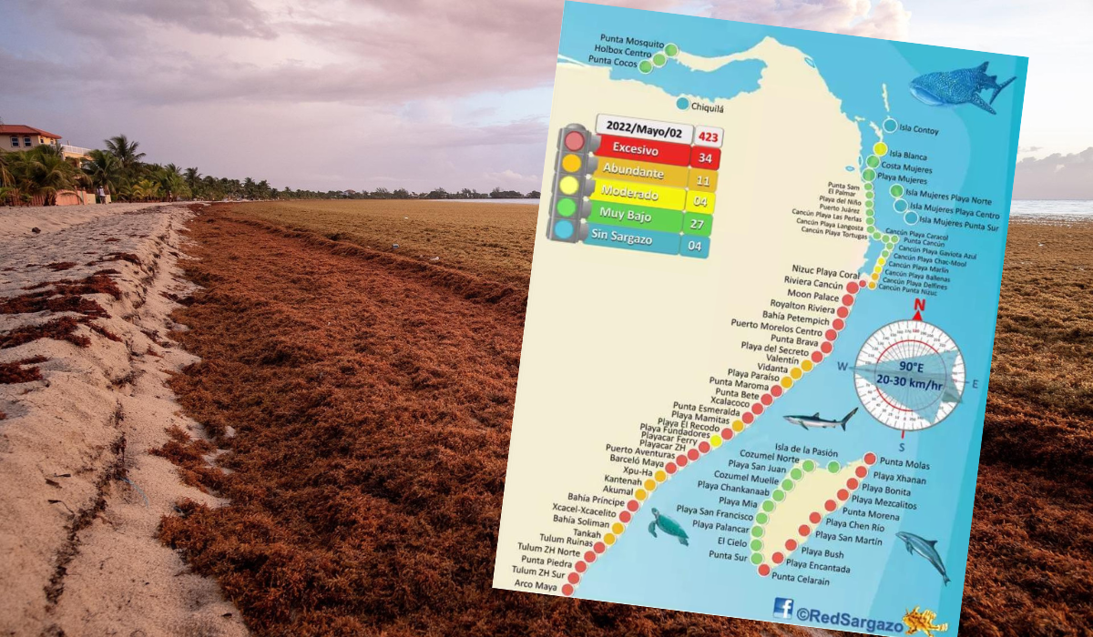 Meksykańska marynarka została posłana do walki z wodorostami, bo zrobiła się z tego pływająca plaga