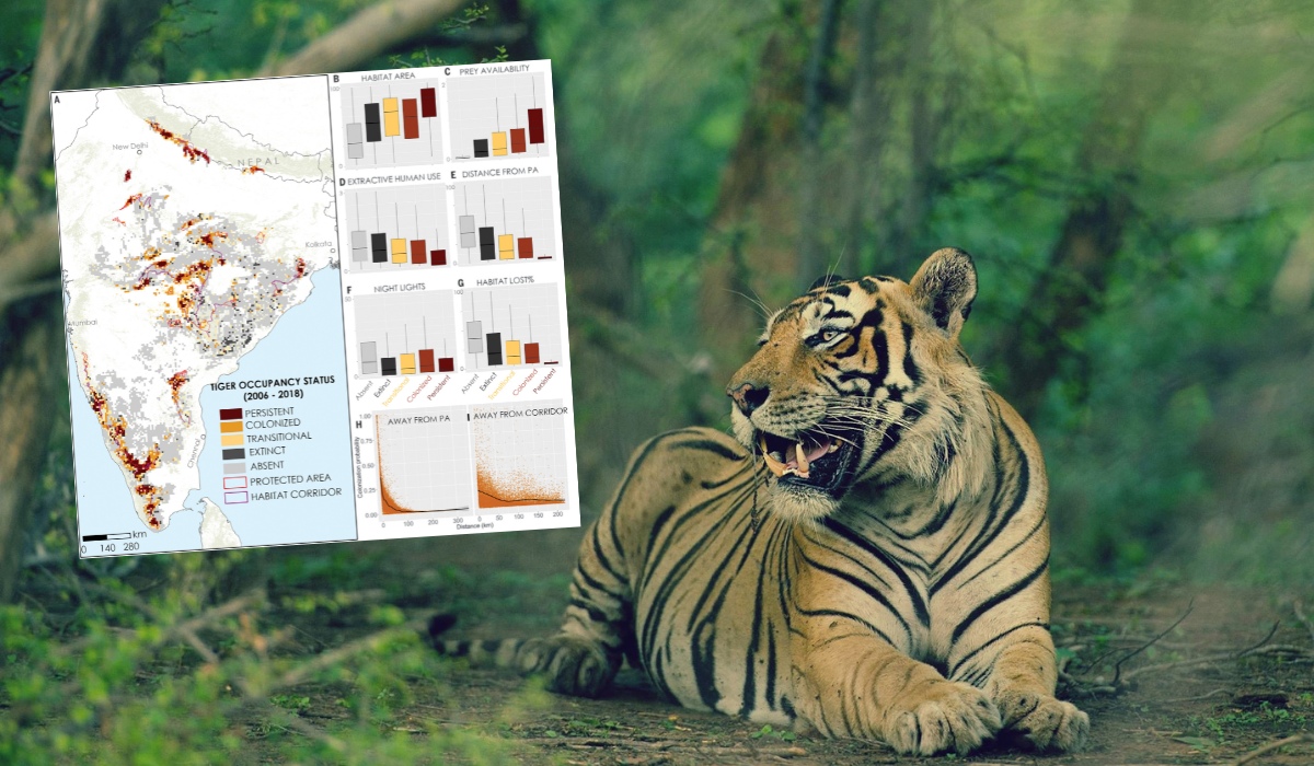 Indie się zawzięły i w dekadę prawie podwoiły populację tygrysów