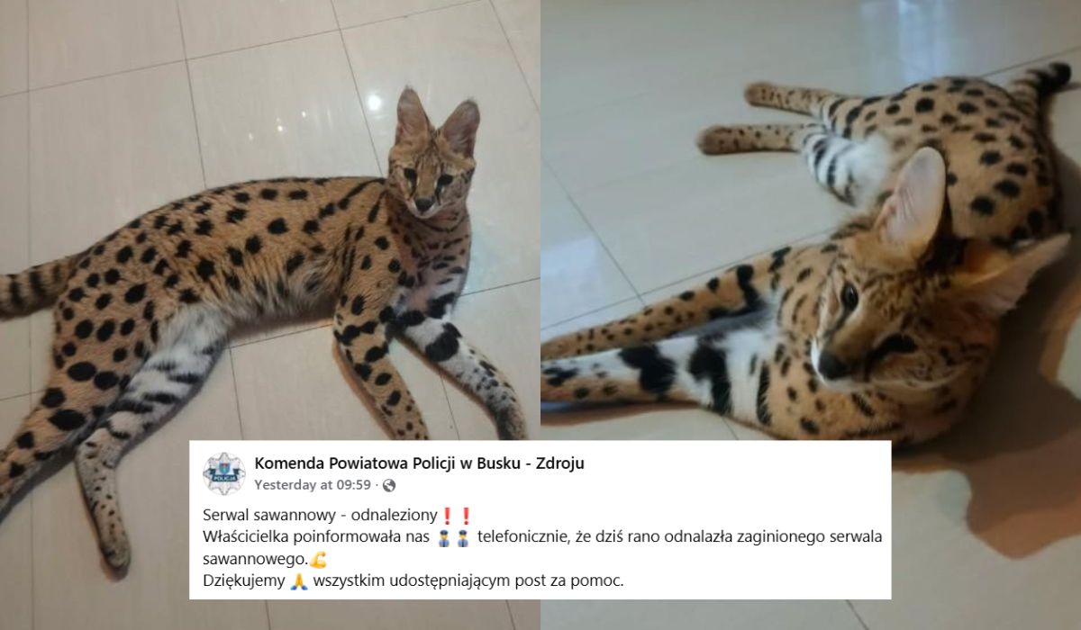 Sławny serwal-uciekinier został odnaleziony i ma się dobrze 