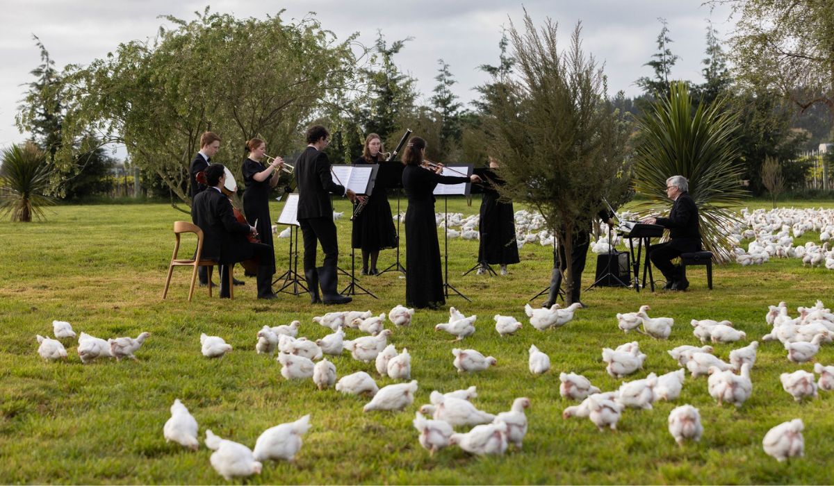 Nowa Zelandia: orkiestra symfoniczna zagrała koncert na fermie drobiu