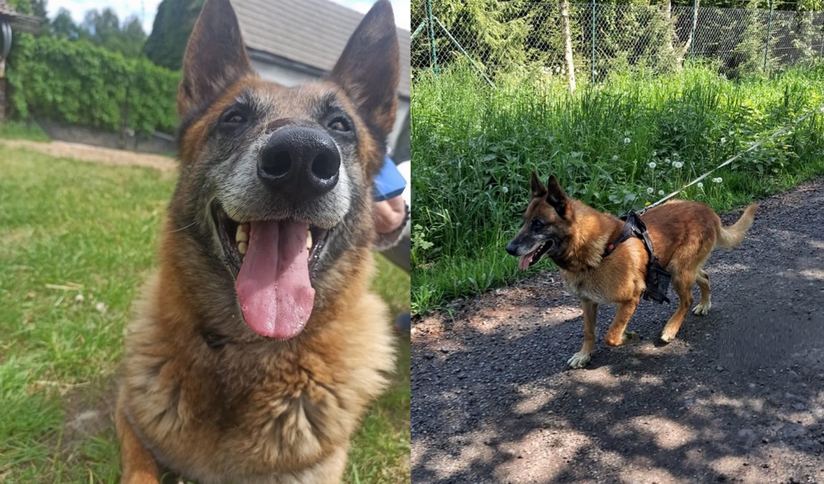 Pies białoruskiej straży granicznej notorycznie uciekał do Polski i ostatecznie został pieskim uchodźcą