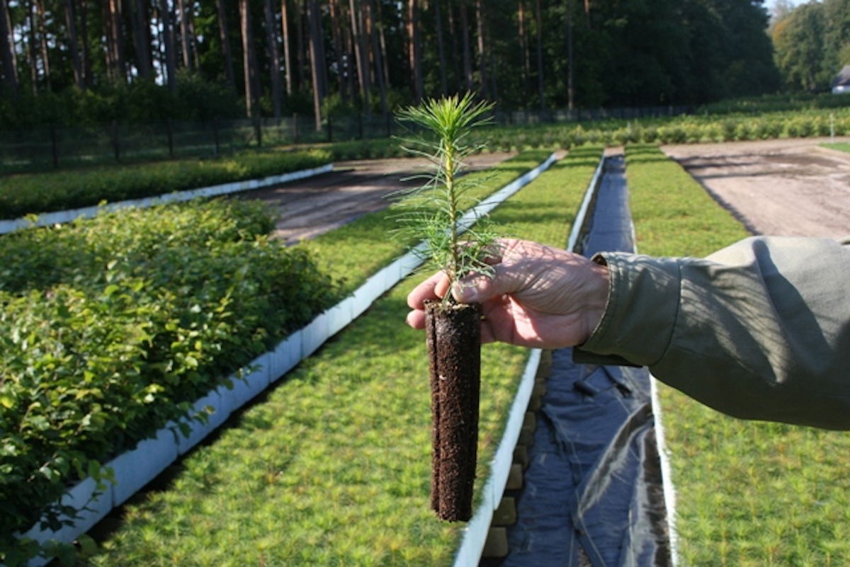 Lasy Państwowe chcą rozdać milion sadzonek drzew