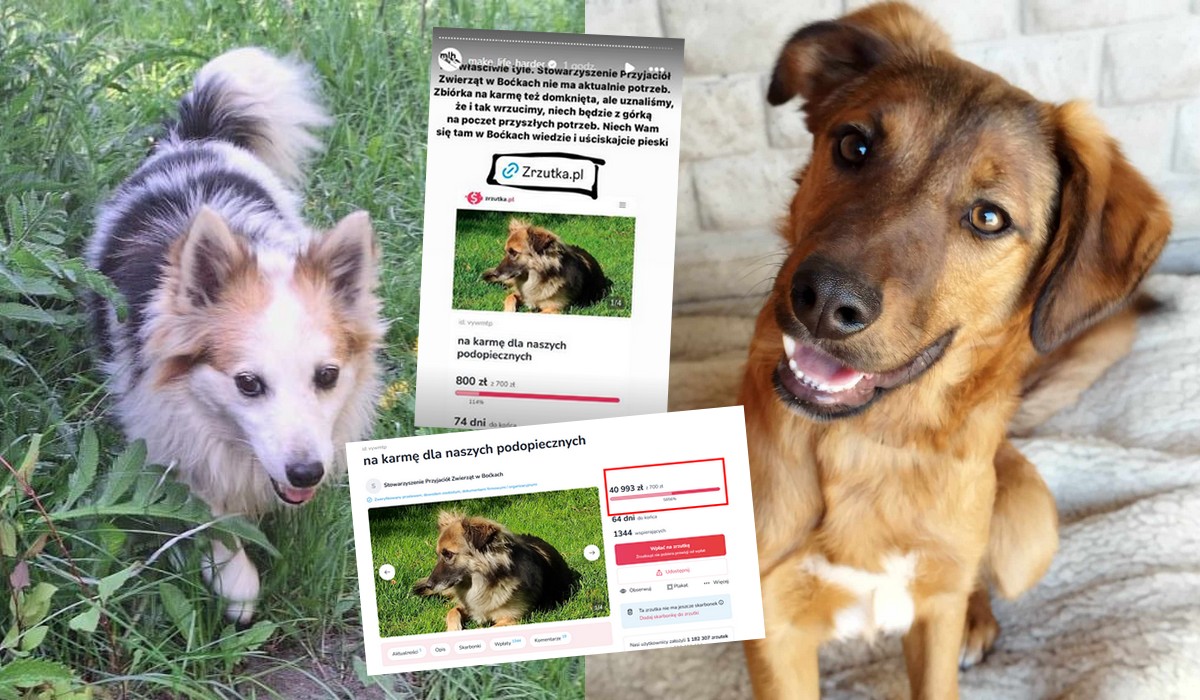 Przyśpieszona przez Make Life Harder zrzutka na zwierzęta udała się najpierw na 100%, a potem na 5856%