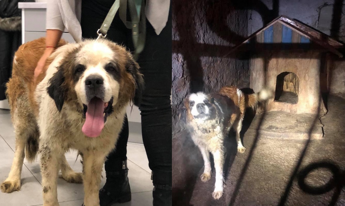 Grodków: z plebanii uratowano skrajnie zaniedbane psy, los zwierząt ignorował i ksiądz i parafianie