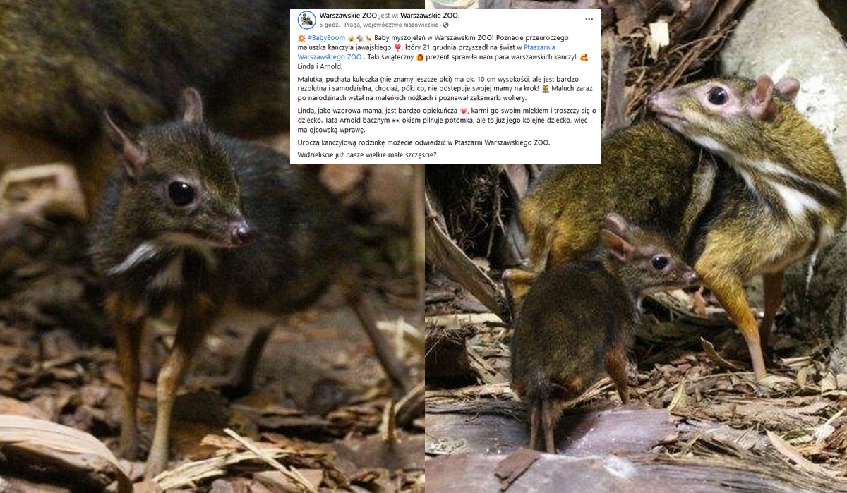 W warszawskim zoo urodził się kolejny myszojeleń, najmniejszy przeżuwacz świata