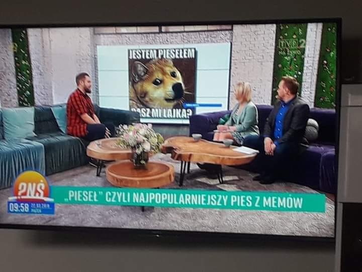 2019, telewizja odkrywa memy z piesełem