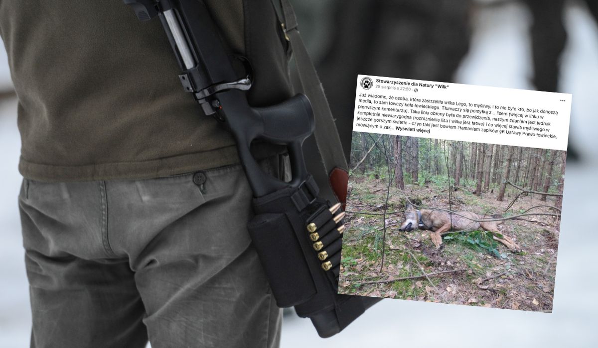 Kolejny myśliwy zastrzelił kolejnego wilka pod ochroną, tłumaczy, że nie wiedział do czego strzela
