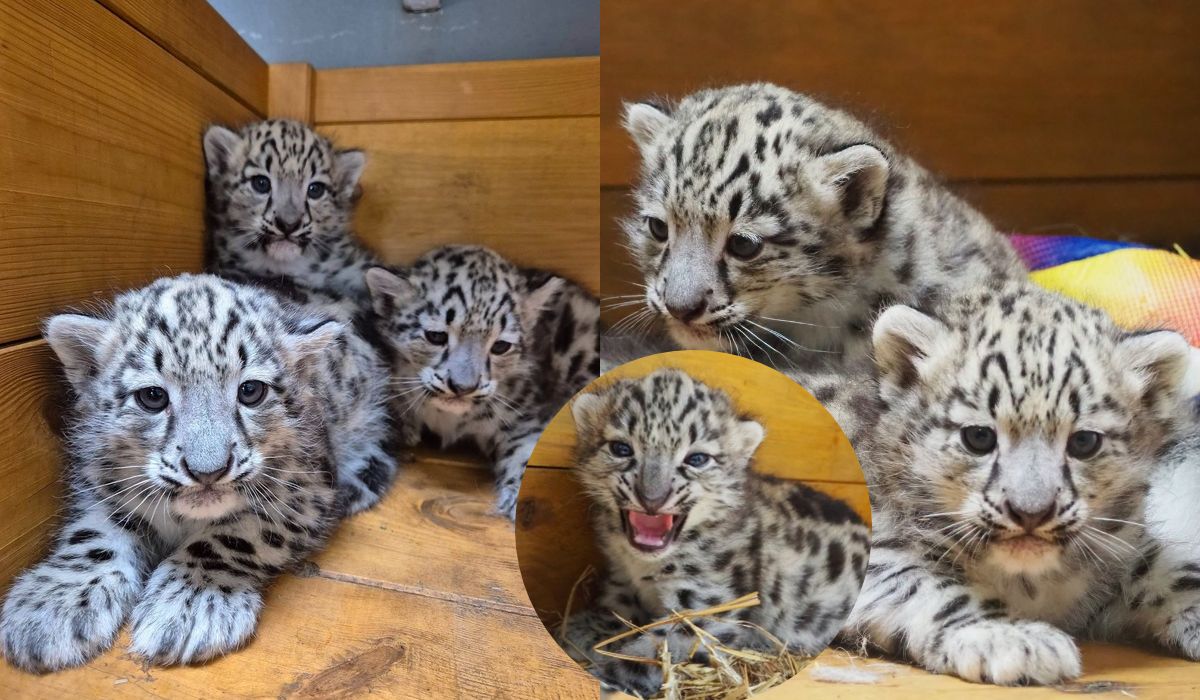 W warszawskim zoo urodziły się 3 irbisy śnieżne i wyglądają jak chmurki z waty cukrowej
