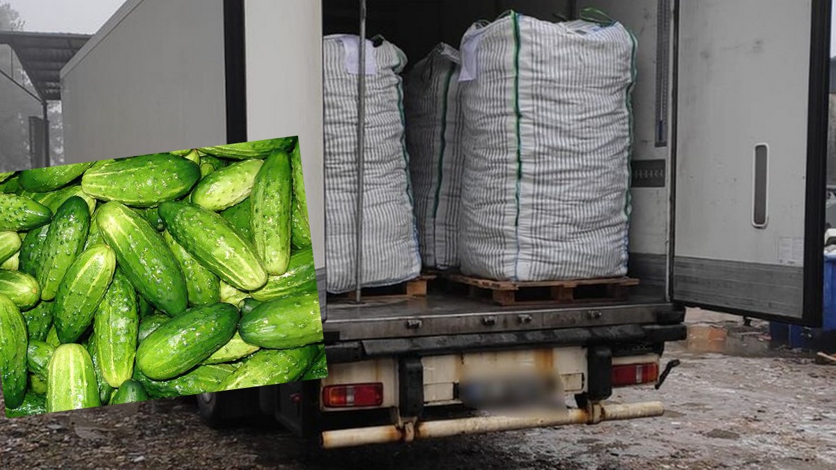 Chuligani Lecha Poznań usiłowali przemycić ćwierć tony marihuany w ogórkach, ale nie wyszło