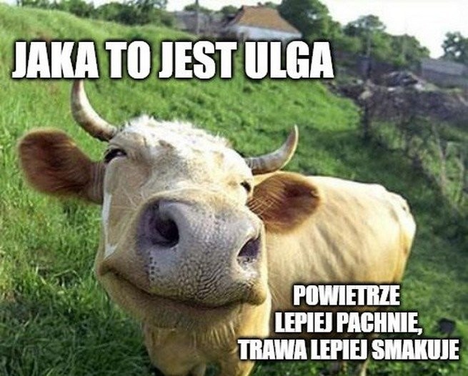 Krowy z Deszczna jednak nie zostaną zabite. Trafią do izolacji