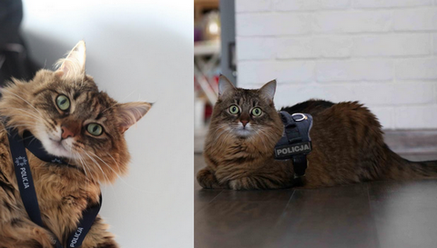 Pierwszy kot w polskiej policji