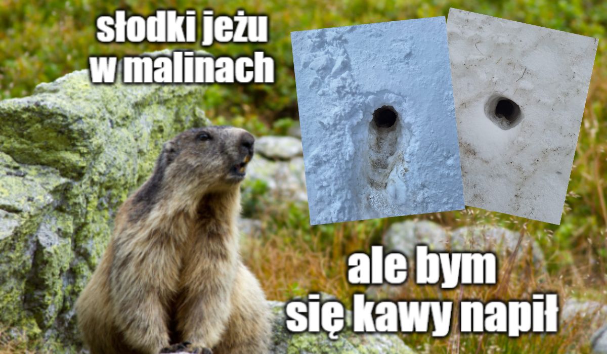 Tatry: zakaz poruszania się na nartach, bo świstaki się budzą