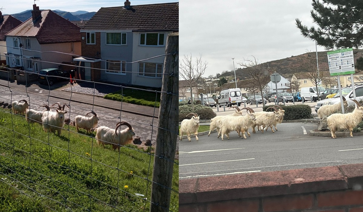 Kozia mafia terroryzuje walijskie miasteczko, a władze nie za bardzo mają pomysł co z tym zrobić