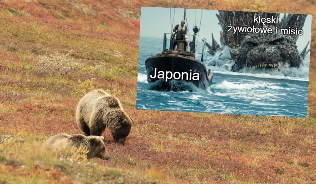 Japonia: niedźwiedzie przed snem zimowym zaczęły atakować ludzi na rekordową skalę