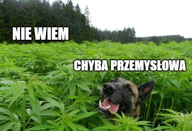 USA: w Teksasie zalegalizowano marihuanę, ale niechcący