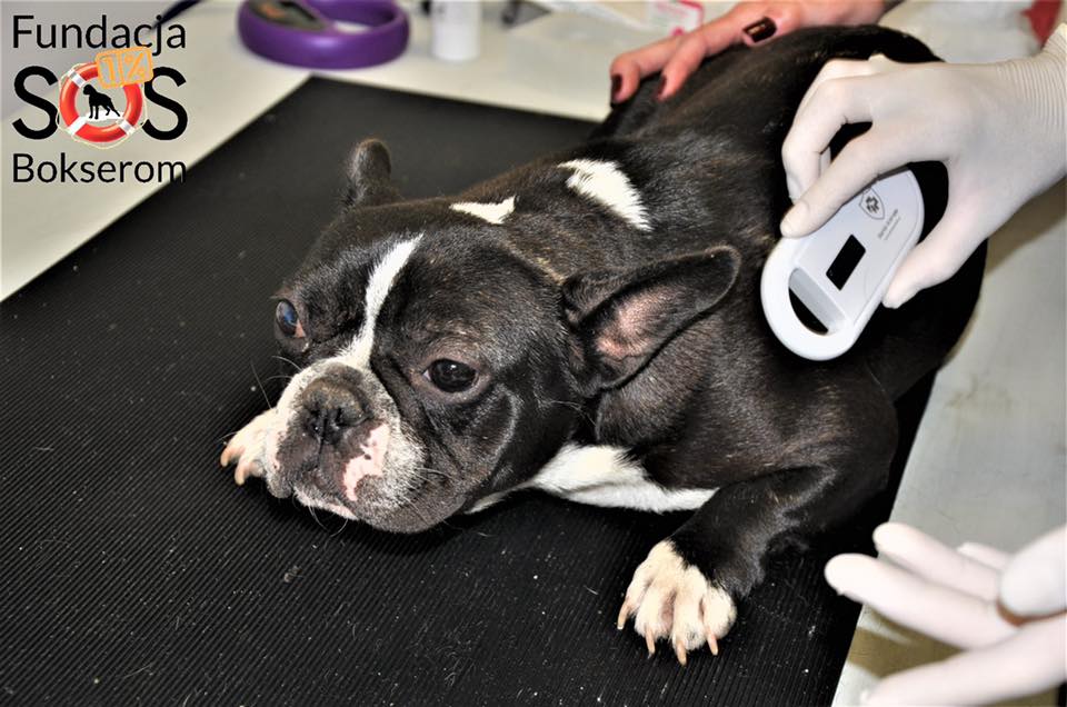 Zduńska Wola: kobieta zrobiła dziką hodowlę, trzymała kilkadziesiąt psów w domu