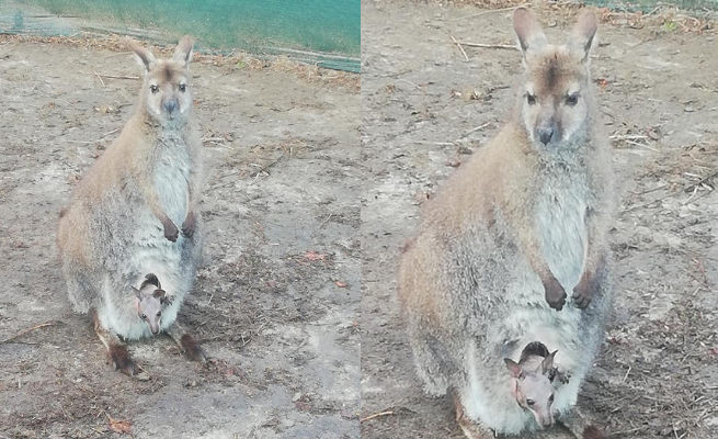 Na Pomorzu zaginęła kangurzyca z młodym w torbie, właściciel apeluje o pomoc