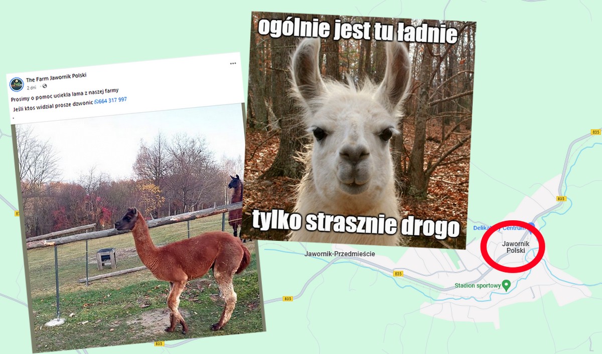Podkarpacie: lama uciekła z mini zoo, grasuje po okolicy dzika i wolna jak wiatr
