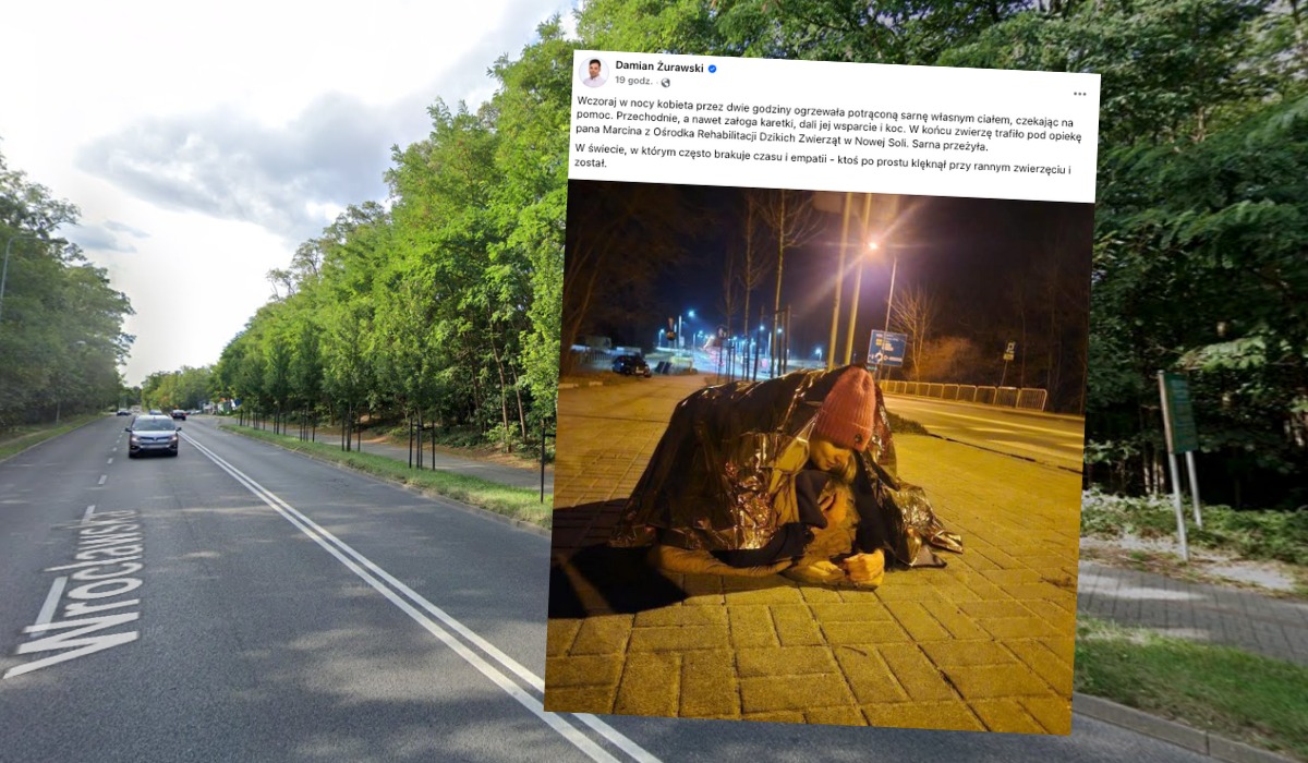 Zielona Góra: miła pani uratowała potrąconą sarnę, ogrzewając ją własnym ciałem