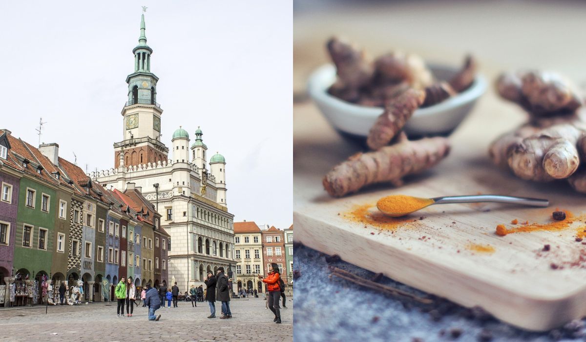 Poznań: naukowcy pracują nad polską odmianą imbiru, który dałoby się uprawiać w suchych rejonach