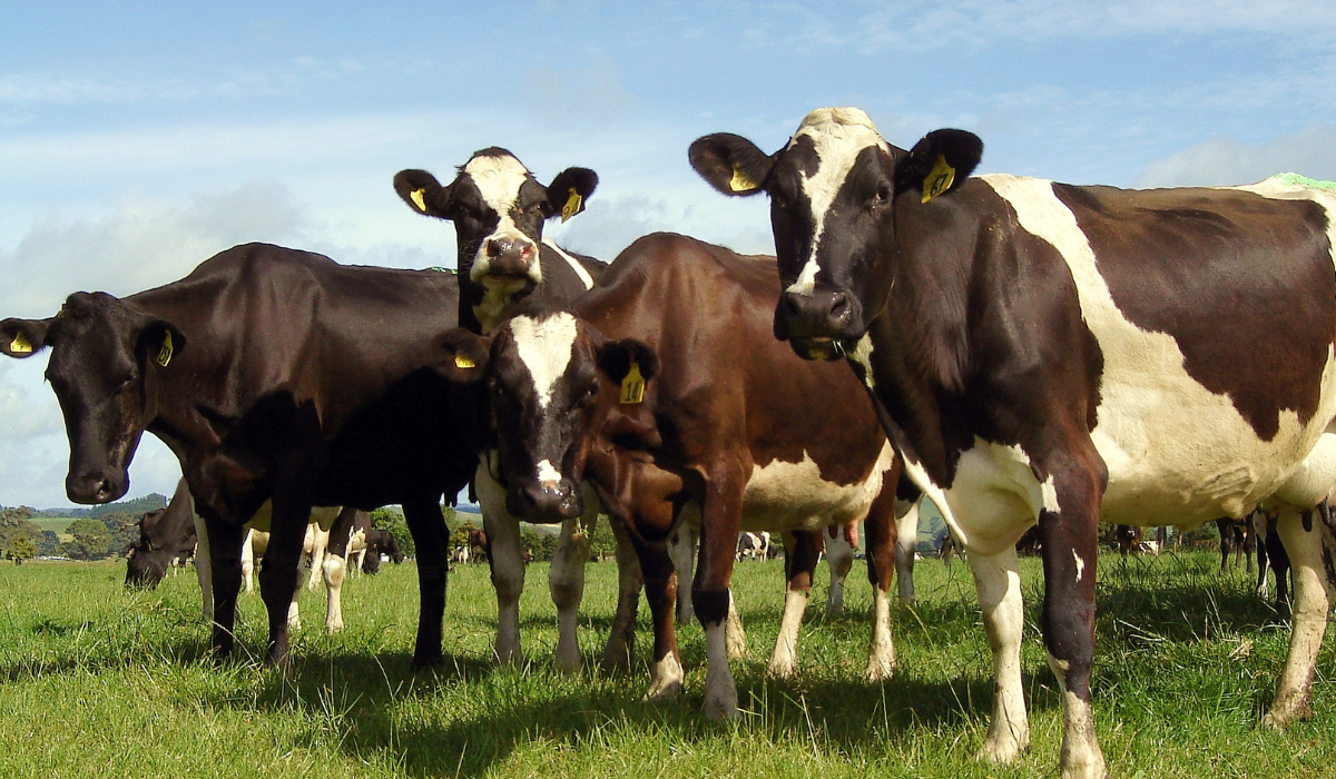Nowa Zelandia chce wprowadzić podatek od emisji metanu krów i owiec