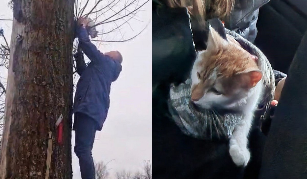 Racibórz: policjant pomógł kitku na drzewie uwięzionemu, rozpaczliwie miauczącemu