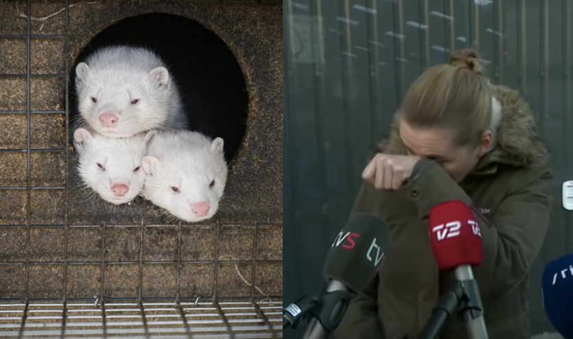 Dania: zapłakana premier przeprosiła za decyzję o wybiciu norek na fermach