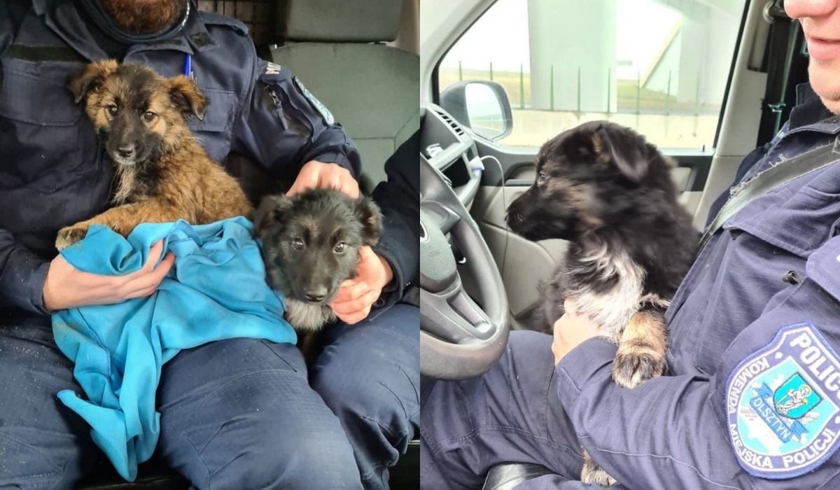 Przy S-7 błąkały się przemoknięte szczeniaki, więc zostały z miłością aresztowane, wysuszone i ogrzane