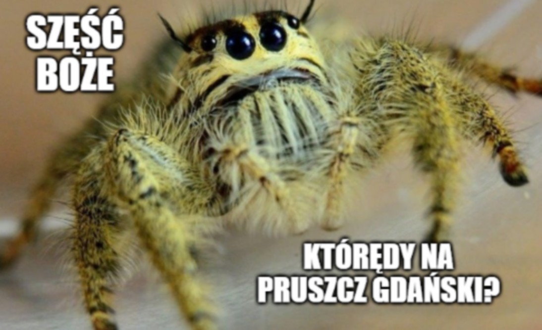 Funkcjonariusze KAS sprawdzali przesyłkę, okazała się być pełna owadów i pająków, w tym jednego oburzonego