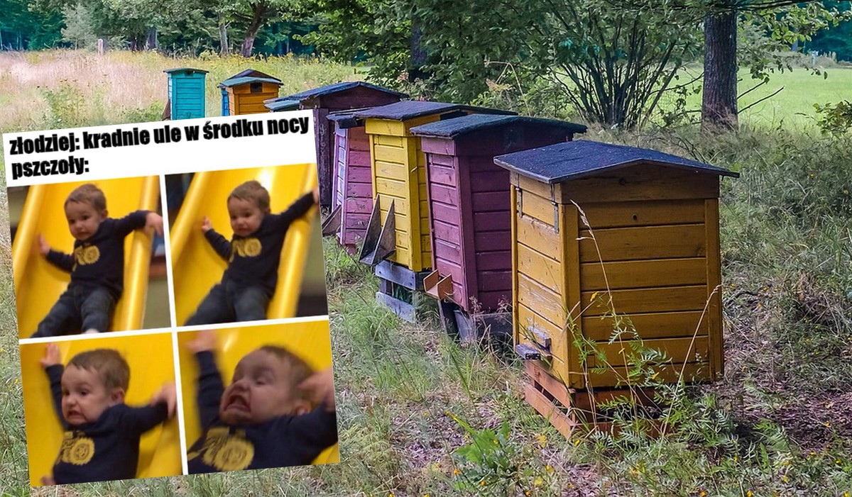 Dobrcz: ktoś się nie bał i ukradł prawie całą pasiekę jednej nocy, z 40 uli zostały 4