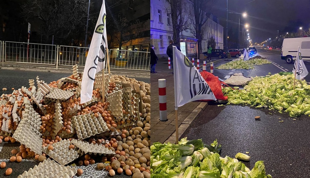 Rolnicy protestowali w okolicach domu Kaczyńskiego. Wyrzucili na ulicę warzywa, jaja i martwą świnię