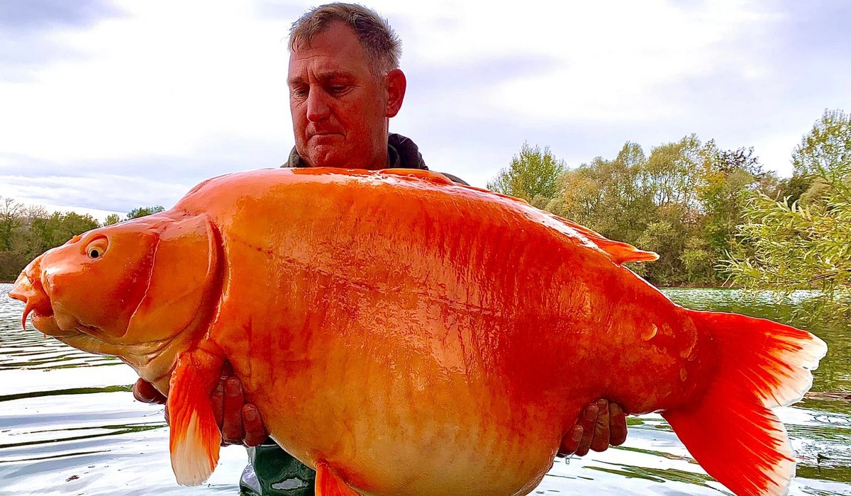 Francja: chłop złowił rekordowe złote rybsko, które wygląda, jakby mogło spełnić ze sto życzeń