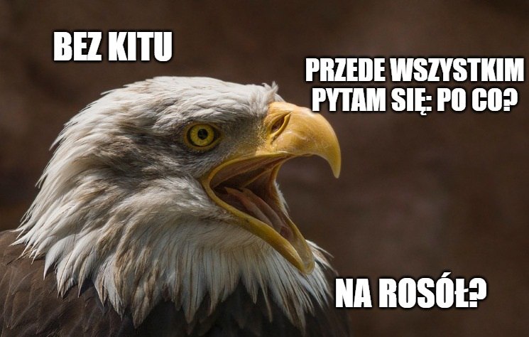 Postrzelony orzeł bielik, weterynarze ostrzegają: ludzie strzelają do ptaków jak do tarcz