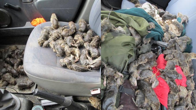 Słowacja: wolontariusze uratowali setki małych susłów, ogrzewając je klimą w autach