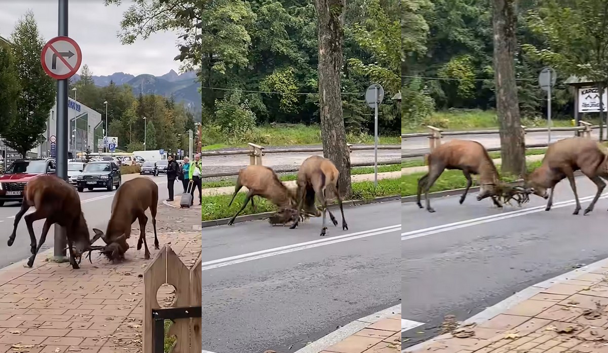 Zakopane: dwa byczki starły się na środku ulicy i najpewniej poszło o jakąś łanię