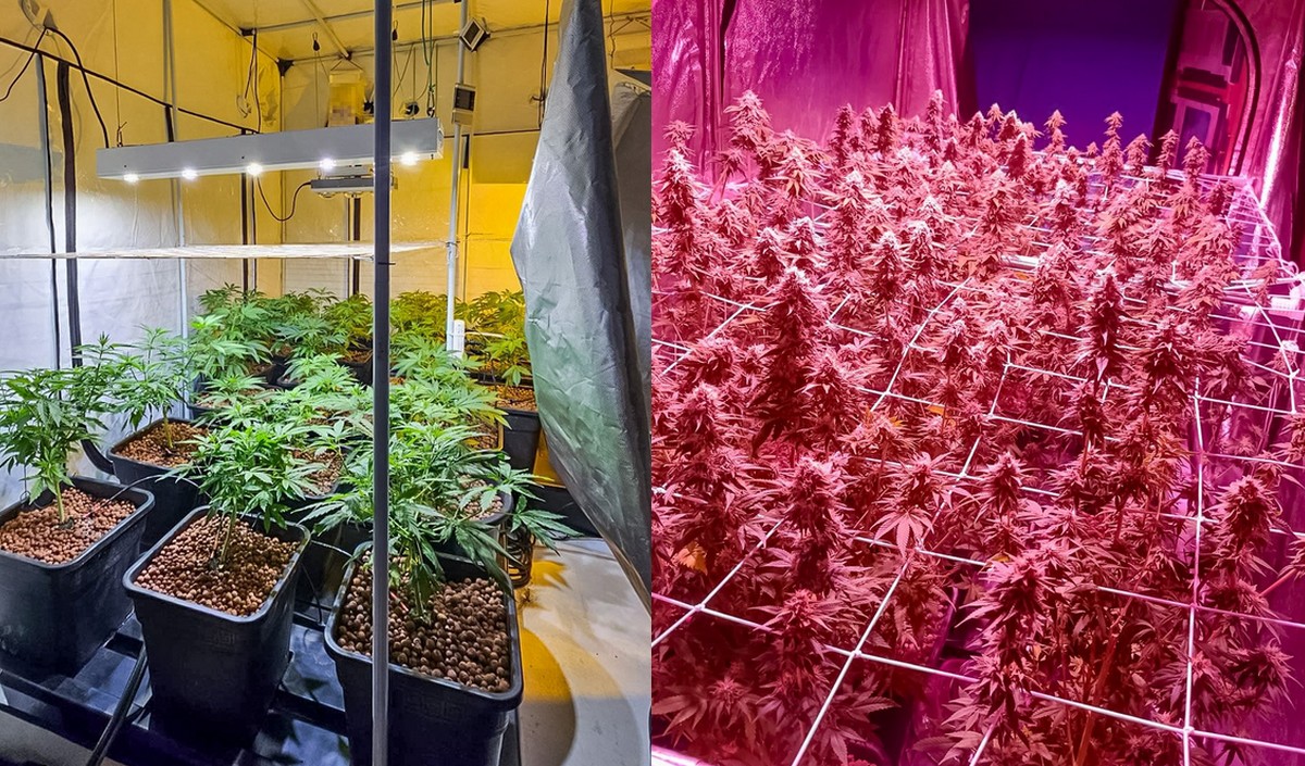 CBŚP zlikwidowało ziołowe plantacje, które były zadziwiająco dobrze zorganizowane