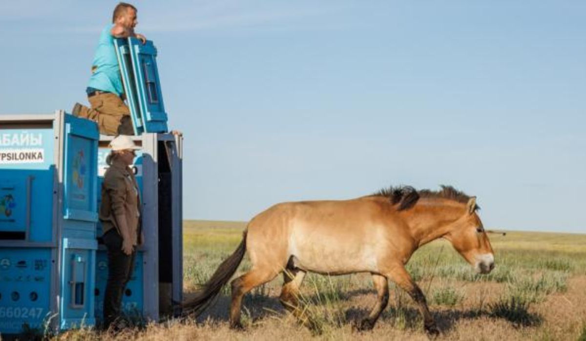 Po 200 latach konie Przewalskiego wracają na kazachskie stepy